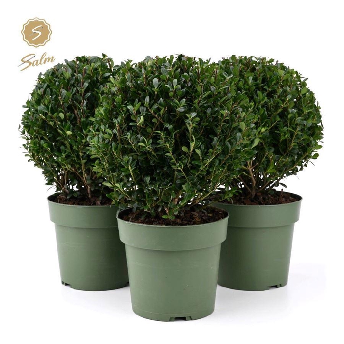 <h4>Ilex crenata 'Jenny'® Ball Ø20cm P17</h4>