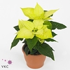 Euphorbia Lemon met glitters goud