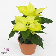Euphorbia Lemon met glitters goud