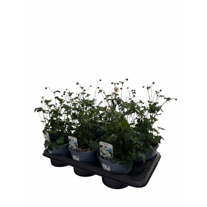 ANEM HUPEHENSIS