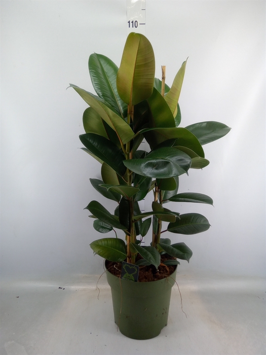 <h4>Ficus elastica 'Robusta'</h4>