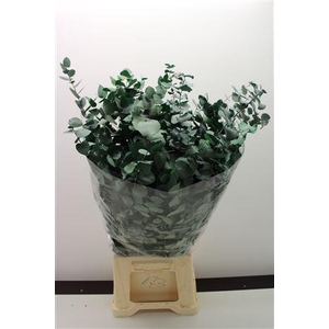 Stuartiana Stabi Green 150 Gr