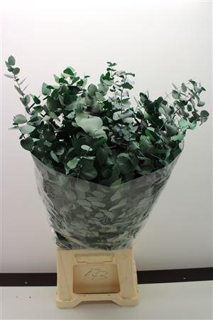 <h4>Stuartiana Stabi Green 150 Gr</h4>