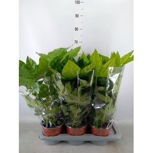 Fatsia japonica   ...