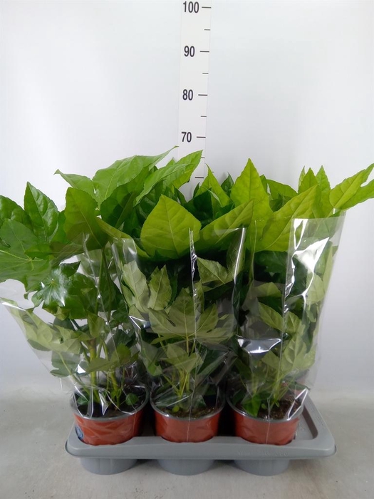 <h4>Fatsia japonica   ...</h4>