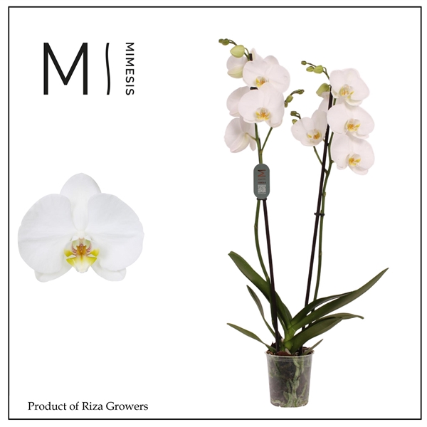 <h4>Mimesis Phal. Nottingham - 2 spike 12cm</h4>