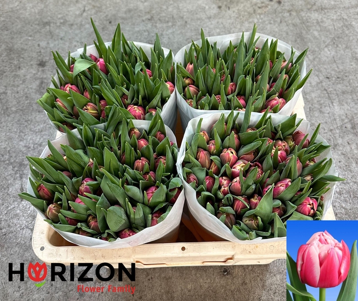 <h4>TU DU COLUMBUS</h4>