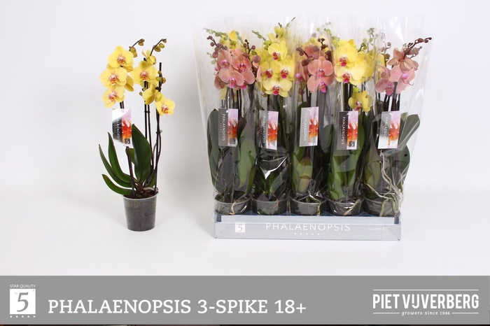 <h4>PHAL OV ORANJE</h4>