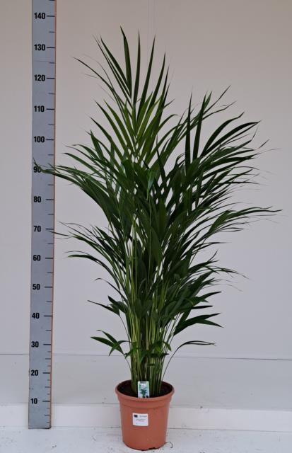 DYPSIS LUTESCENS
