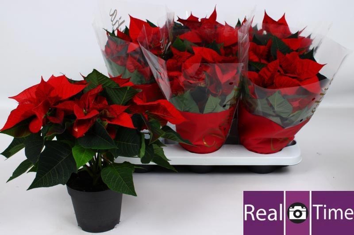 <h4>EUPHOR P CHR EVE</h4>