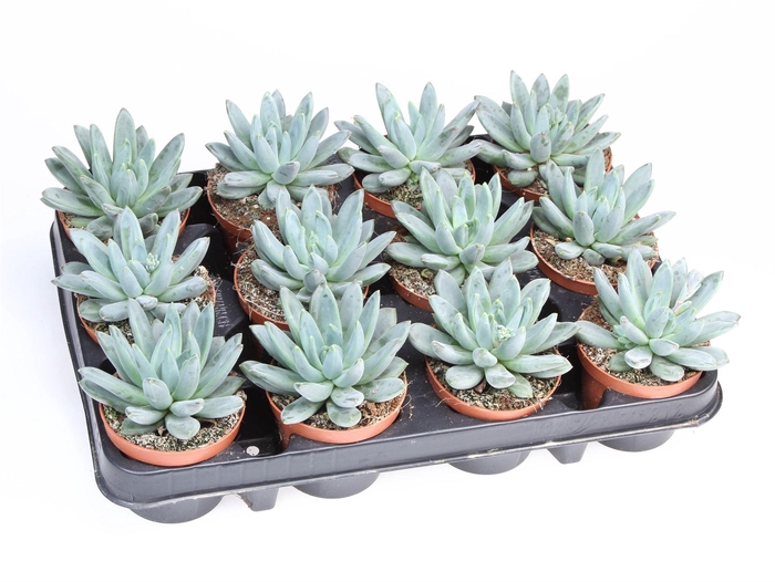 <h4>Echeveria hookeri</h4>
