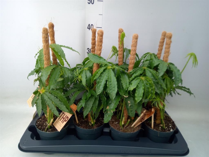 <h4>Anthurium   ...</h4>