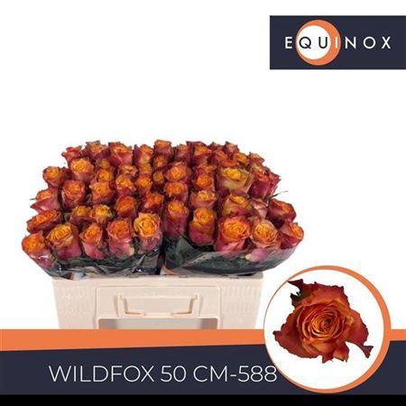 <h4>R Gr Wildfox</h4>