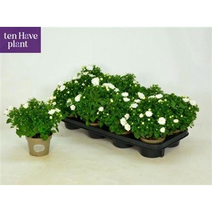 Camp Is Dublin White