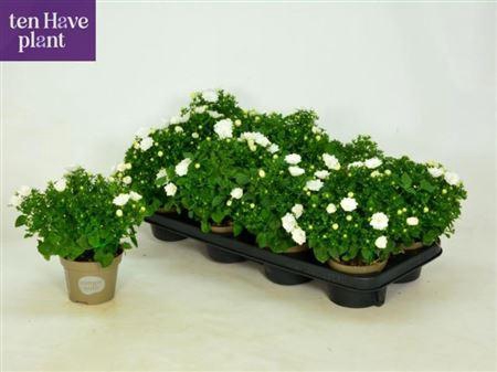 <h4>Camp Is Dublin White</h4>