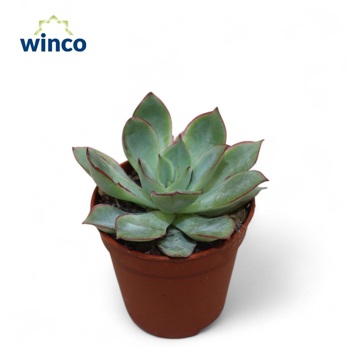 <h4>Echeveria California Queen</h4>