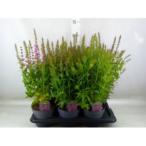 Lythrum  'Robin'