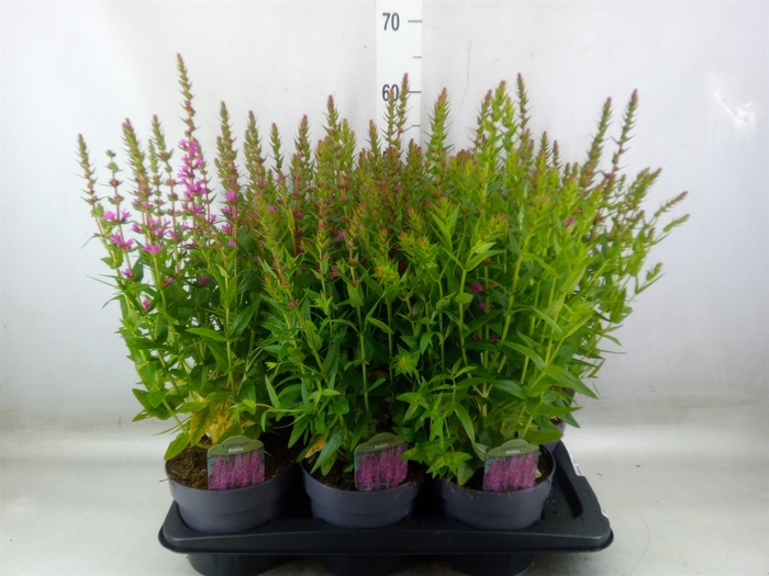<h4>Lythrum  'Robin'</h4>