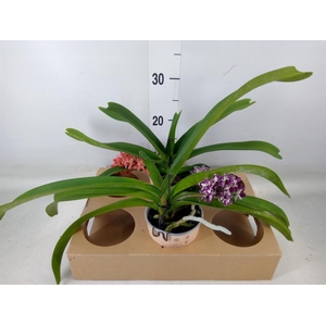 Rhynchostylis gig. 'Aromatiq Evoke'