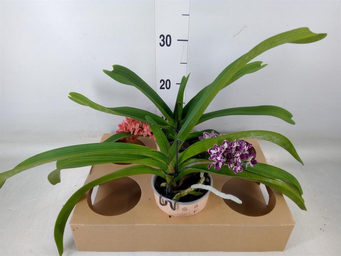 <h4>Rhynchostylis gig. 'Aromatiq Evoke'</h4>