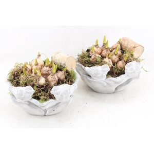 arr4 Muscari JS - Vogelschaal rond x4