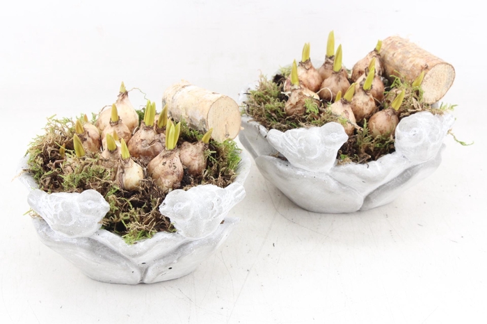 <h4>arr4 Muscari JS - Vogelschaal rond x4 New</h4>