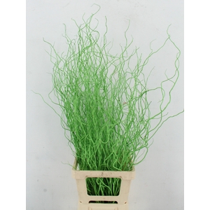 Salix Tortuosa Apple Green