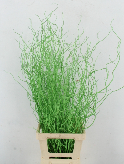 <h4>Salix Tortuosa Apple Green</h4>