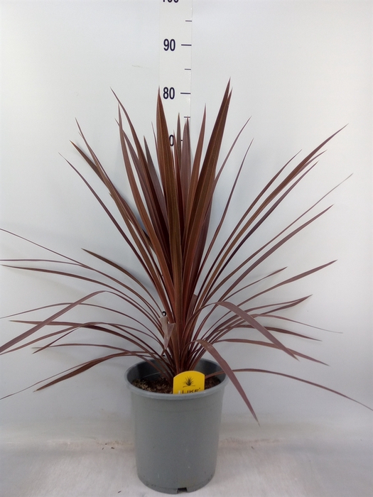 <h4>Cordyline austr. 'Red Star'</h4>