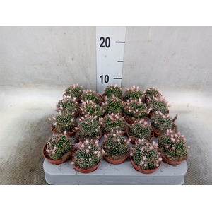 Mammillaria