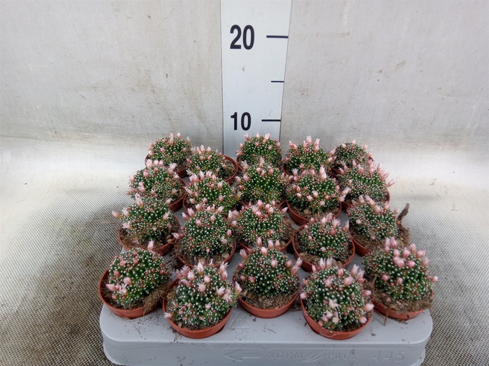 <h4>Mammillaria</h4>