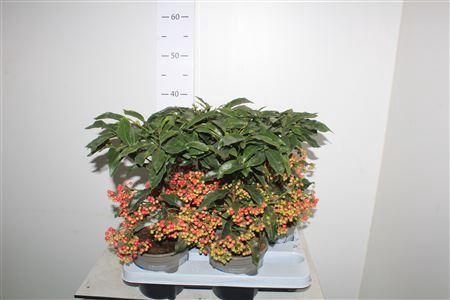 <h4>Ardis Crenata 44+</h4>