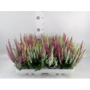 Calluna vulg. 'Beauty L'  ..mix 3/p
