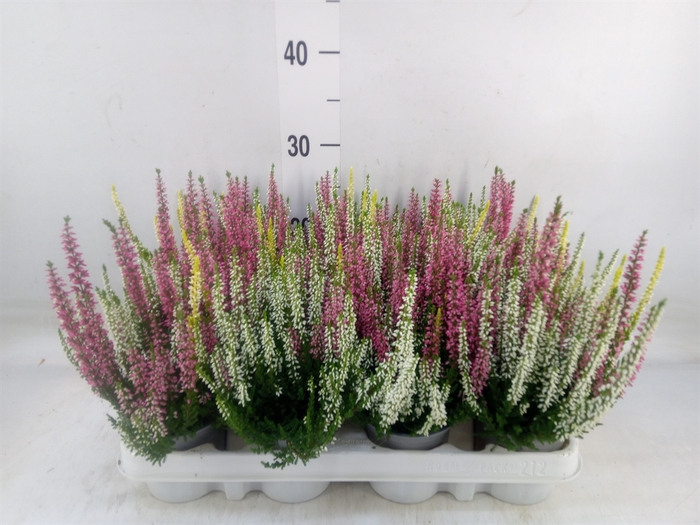 <h4>Calluna vulg. 'Beauty L'  ..mix 3/p</h4>