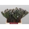 Kaaps Groen Silver Brunia