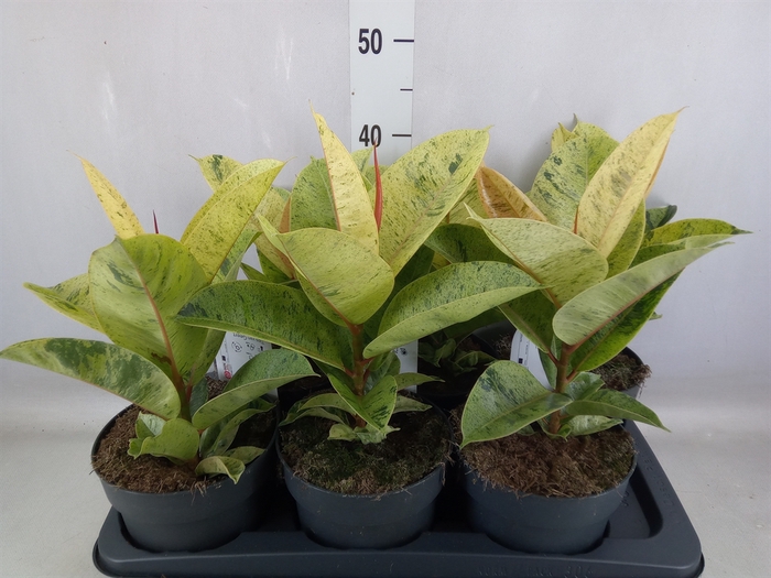 <h4>Ficus elastica 'Moonshine'</h4>