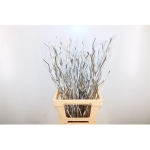 Dried Kuwa 12pcs Silver Bunch