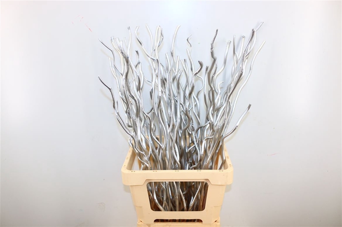 <h4>Dried Kuwa 12pcs Silver Bunch</h4>