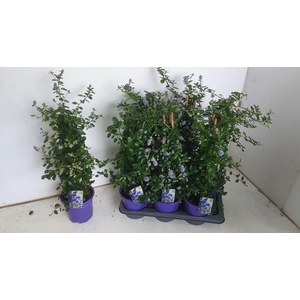 CEAN TH REPENS
