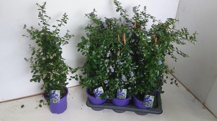 <h4>CEAN TH REPENS</h4>