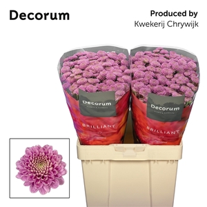 Chr San Ellison Pink Chrywijk Brilliant