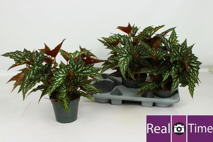 <h4>BEG MA WIGHTII</h4>