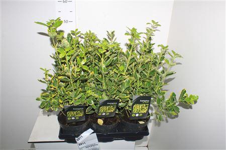 <h4>Euonymus Japonicus Marieke P15</h4>