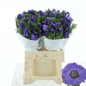 ANEM CO MIS + D BLUE