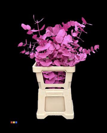 <h4>Cinerea Cerise</h4>