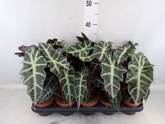 <h4>Alocasia amazonica 'Polly'</h4>