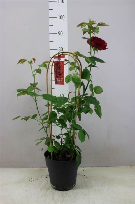 <h4>Rosa Fl Grand Select Red Dubbele Boog</h4>