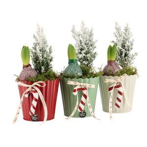 61816: X-mas arrangement