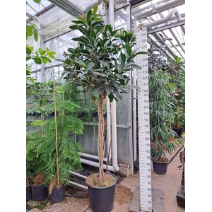 Ficus   ...