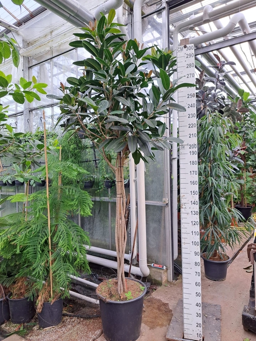 <h4>Ficus   ...</h4>